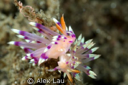 Two Nudi mating by Alex Lau 